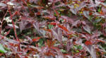 Persicaria Red Dragon-Ricinunu